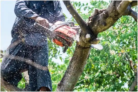 tree services North Shore